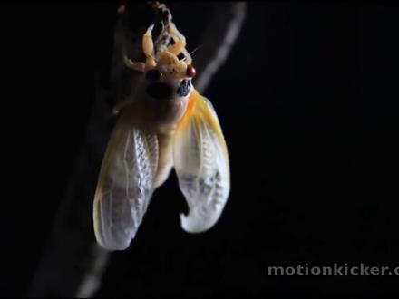 十七年蝉的高潮片段#自然纪录片