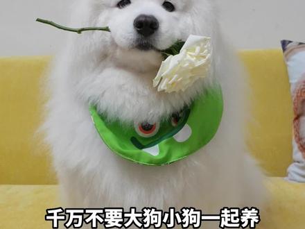 千万不要大狗小狗一起养!!!#狗狗 #萨摩耶 #萌宠出道计划 #萌宠