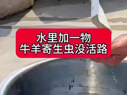 水里加一物,牛羊寄生虫没活路#新农人计划2023 #自繁自养 #驱虫 #牛羊驱虫 #农村养羊