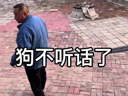 狗狗的日常 狗不听话了!#养狗人#铲屎官#狗狗的日常