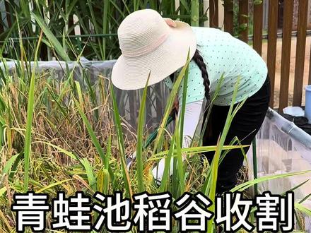今天收割青蛙池的稻谷#水稻种植 #记录我的种植生活 #我的乡村生活 #乡村新农人