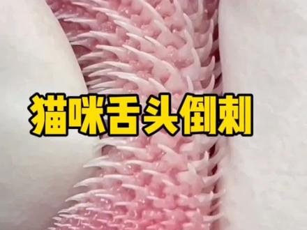 猫咪舌头上的倒刺会不会扎伤人啊 #猫咪 #宠物猫 #猫科动物