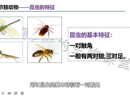 节肢动物重难点四:昆虫的主要特征,你知道吗?#初中生物 #节肢动物 #昆虫 #知识分享 #学习