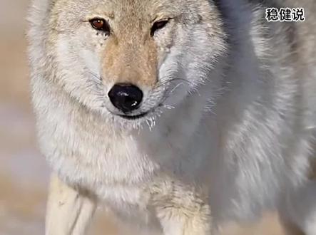 后来格林成了狼王,却再也无法靠近妈妈,原来他一直记得妈妈,妈妈的围巾他保留了7年!太刀人了!
最新消息:26年1月观测站发现了格林和她的妻子,格林已经迈入老年相当于人类八九十岁的年纪。