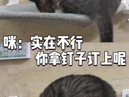 咪:不然你拿钉子钉上呢 (cr:生菜小鼻嘎)#猫咪 #猫咪日常 #娱乐评论大赏