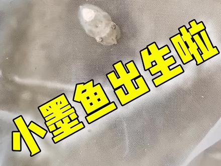 墨鱼宝宝出生啦……#墨鱼#海洋生物#水族