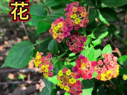 五色花,中月界的外家高手,认识一下