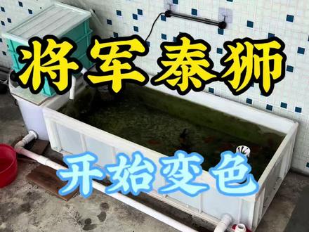 养了两个多月的青皮将军泰狮已经开始变色了#将军泰狮#青皮泰狮 #观赏鱼 #养鱼日记 #养鱼经验分享