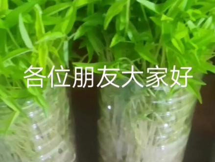 非常时期尽量少出门要吃菜可以在家自己用瓶子生绿豆芽绿豆苗非常简单实用人人都可以!#豆芽 #芽苗菜 #种菜