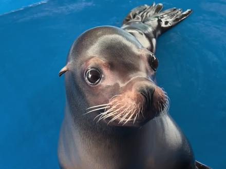 瑞吉粉丝来了#海狮 #神奇动物在抖音 #零距离接触野生动物 #抽象