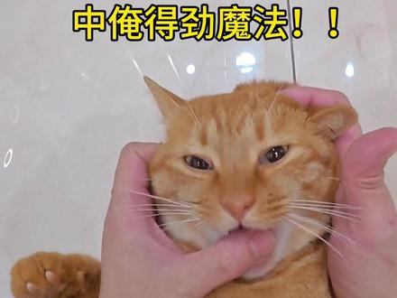 得劲儿撸猫法 ,来汽水把这首歌设置为铃声
#撸猫第一视角 #没有咪能抵抗得劲魔法 #得劲魔法 #胖橘 #哈基米