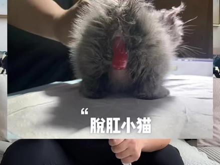 #猫咪拉稀 #猫咪拉稀肠子出来了 #猫咪拉稀肠脱了 #猫拉稀 小伙伴什么私信多我就做什么段子,每天分享我的养猫经验,觉得段子对你有帮助点赞收藏。关注我吧,爱你们呦。