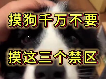 摸狗不要碰这三个禁区 #养狗经验分享 #新手养宠 #养狗小知识 #养狗人