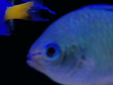 雀鲷真的不好养嘛?#海洋生物 #海缸日记 #海水鱼珊瑚 #养鱼日记 @DOU+小助手 @抖音小助手