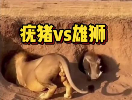 疣猪掏疣猪反遭戏耍#动物世界精彩解说 #神奇动物在抖音