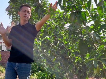 柑橘一边倒与传统树形对比(3)
#对话柑橘 #果树管理 #三农 #农业技术