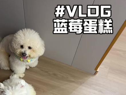 汪汪队今天吃蓝莓蛋糕(vlog版)#万物可爱计划 #养宠物哪有不疯的 #自制宠物鲜食 #养宠人的治愈谁懂啊 #vlog日常