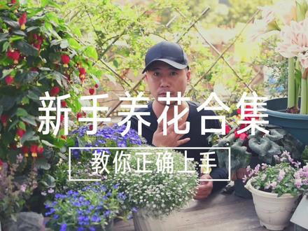 新手养花教程合集,教你正确上手,2021养好花