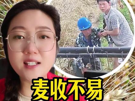 湖北麦农跪在收割机面前 麦收不易,靠天吃饭,更靠人心温暖。#小麦收割 #麦收 #湖北小麦 #小麦抢收