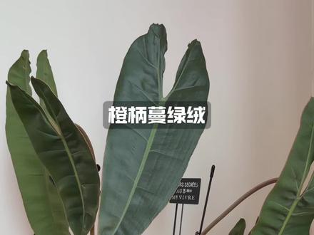 天气好 不出门写生
#写生 #绘画 #简笔画画 #写生生活