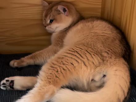 猫咪生崽全过程#接生#猫生崽#小奶猫