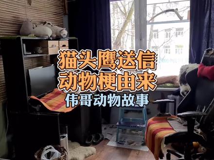 拍摄猫头鹰送信梗由来,猫头鹰和猫咪谁的表演最精彩呢?狐狸呢? #梗百科 #哈利波特 #高清