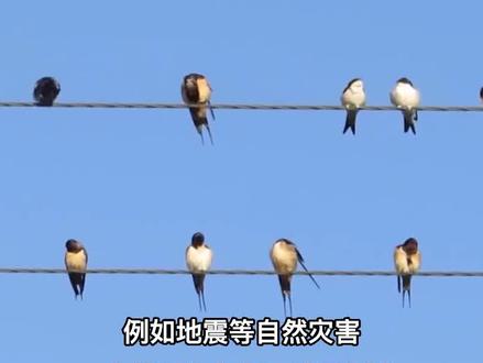 四川连续多天出现反常现象,燕群满天乱飞,这是什么征兆?