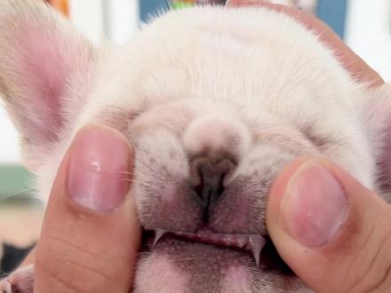 一个月的小狗牙 #长毛法斗阿祖之孙 #阿祖宇宙
更多幼犬日常@大坤法斗(祖妈) @阿祖宇宙