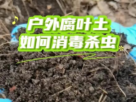 户外腐叶土如何消毒杀虫?今天去山上挖腐叶土,营养丰富松软透气,用于种菜再合适不过了#腐叶土 #挖土 #种菜 #种植小技巧