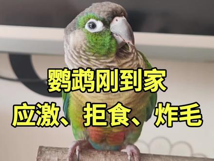 鹦鹉刚到家,应激炸毛拒食怎么办 #真实生活分享计划 #新手养鹦鹉 #鹦鹉 #鹦鹉小白 #鹦鹉鹦鹉萌萌哒逗鹦鹉