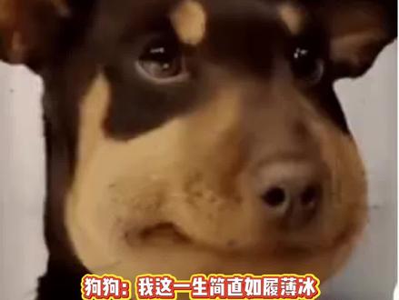 小狗:你在下象棋吗哥们 #万万没想到 #狗狗的心思都写在脸上了