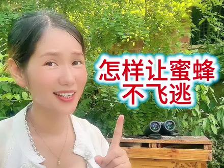 怎样让蜜蜂不飞逃 蜜蜂一到夏季就会天天想着飞逃 ,收都收不赢,很多朋友都遇到过这种情况,不懂得采取正确的处理方法结果蜂王出来蜂群就全部飞逃了,今天妹子教你三招,轻松把飞逃的蜂群拽回来,我每天毫无保留的分享各种蜜蜂养殖技术,就是想让您在养蜂路上少走弯路,还想看到你免费的红心和关注。新手朋友可以点个收藏,万一哪天蜜蜂要跑,采取这个方法就能留住。话不多说直接讲干货,1、关闭巢门打开箱盖,让蜜蜂在里面尽情释放飞逃情绪2用喷壶給蜜蜂喷水蜜蜂就以为是下雨了慢慢的安静下来,3、把里面的蜜蜂抖出来蜂箱拿走,原本打算远嫁的蜜蜂就会在附近接团啦#蜜蜂 #养蜂人 #户外找蜂 #望远镜 #农村生活 @蜂妹子户外追蜂818 @抖音创作灵感 @DOU+小助手 @DOU+上热门