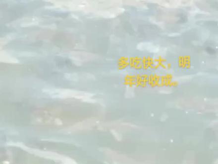 #高密度养殖 黄脚立鱼(黄鳍鲷)#鱼排