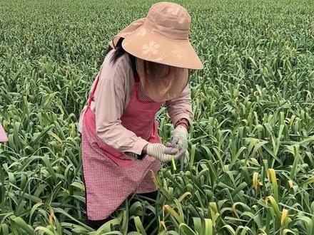 伟龙饼干收蒜薹做成蒜薹饼干 #助农 #伟龙小饼干