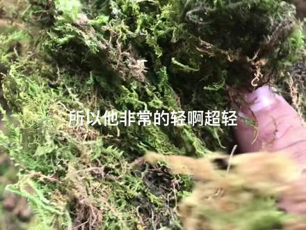 密㊙️天然干苔藓这样存放才能长绿#大自然的搬运工 #植物造景微景观 #苔藓微景观 #盆栽绿植 #水陆缸造景