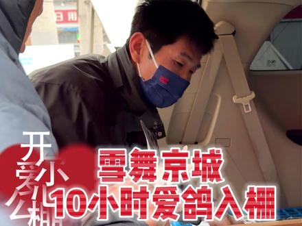 雪落京城,北京接鸽10小时爱鸽入棚 #赛鸽 #开尔爱心公棚 @开尔鸽业