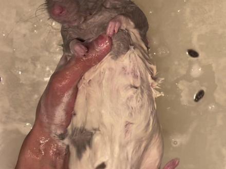 这位爷,洗得还舒服吧 麻烦配合一下翻个身#花枝鼠 #养鼠日常分享