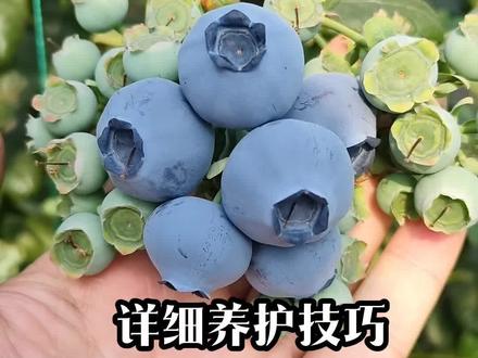 带花带果蓝莓养护技巧 带花带果蓝莓苗到底怎么养护?这条视频一定要看完,0基础也能养好#蓝莓 #蓝莓养护 #蓝莓苗 #阳台蓝莓 #家庭园艺