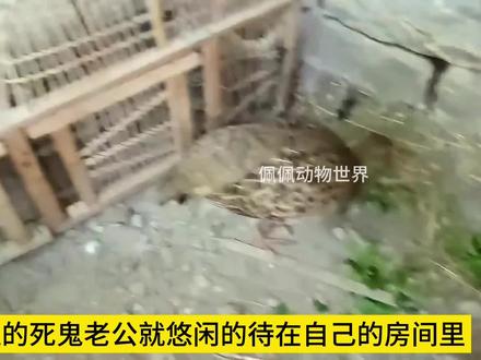 一口气看完山鹑从结婚生子到成功孵化的全过程#鸟宝宝 #野生动物零距离 #小鸟孵化 #母鸡下蛋