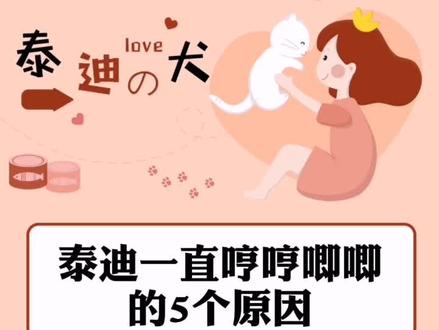 泰迪一直哼哼唧唧的5个原因#泰迪犬 @抖音小助手