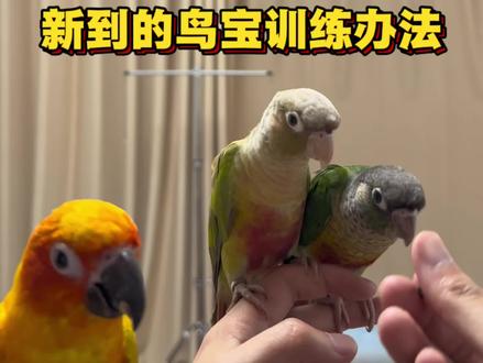 准备养小太阳的人,一定要看完,不要动不动就放弃,觉得小太阳是神经质爱咬人#鹦鹉 #小太阳鹦鹉 #鹦鹉训练教程 #创作者中心 #创作灵感