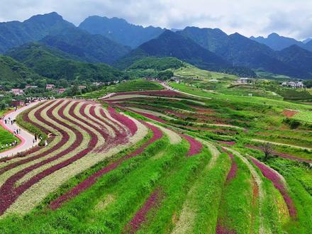蓝田荞麦岭(横屏) 秦岭北麓,滋水之滨。远山如黛,近花似海。#荞麦岭 #蓝田 #西安 #周末去哪儿