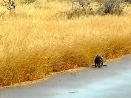肛肠科主任—鬣狗再厉害,遇到狮子也得尿!