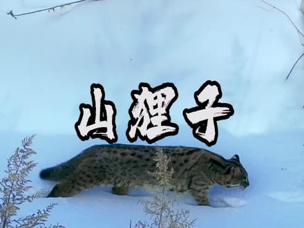 威武霸气的小山狸子😊#真实户外 #保护野生动物 #户外随拍 #航拍 #户外