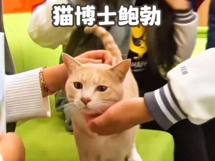博士猫鲍勃 一只上了大学的猫咪 跟你一样每天都会去上课的猫咪 #宠物科普 #动物成精 #萌宠出道计划 #家有萌宠 #猫咪
