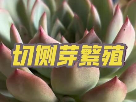 想要多肉一棵变多肉,那么切侧芽扦插就是最快的繁殖方法#多肉 #多肉扦插 #多肉植物 #多肉养护 #记录多肉生活