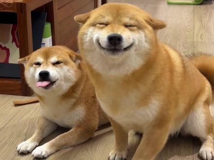 这两个只要在家,就没干好事#柴犬 #佩奇佩妮