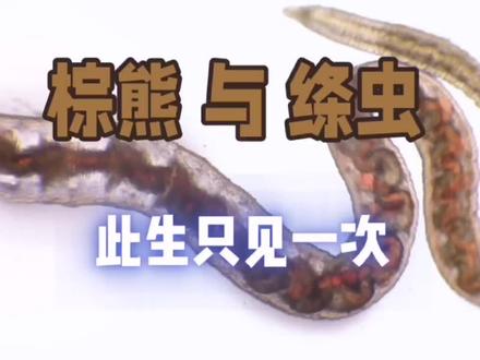 野棕熊身上的绦虫:肉食动物的寄生虫烦恼 #寄生虫 #动物冷知识