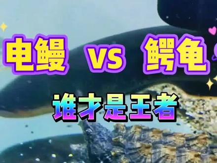 #鳄龟#电鳗#鳄龟大战电鳗#电鳗大战系列#集结吧光合创作者