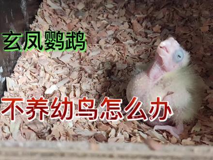玄凤鹦鹉幼鸟不喂养,弃窝怎么办呢?